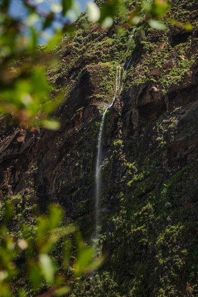 Cascade - Achadas da Cruz, Madère par Nynke Altenburg