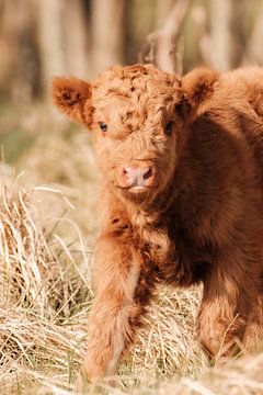 Veau écossais Highlander sur Melissa Peltenburg