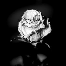 Roos zwart-wit van K. Engelhardt Photography