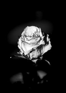 Rose noir et blanc