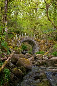 Le pont caché dans la forêt enchantée d'Écosse