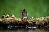 Hawfinch Taking a Sip of Water