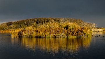 Landschap Noordhollands Duinreservaat. van Robert Moeliker