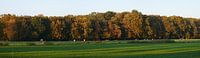 kleurende eiken, weilanden, herfst