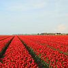 Tulipes de la Frise sur Pim van der Horst