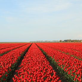 Tulpen uit Friesland van Pim van der Horst