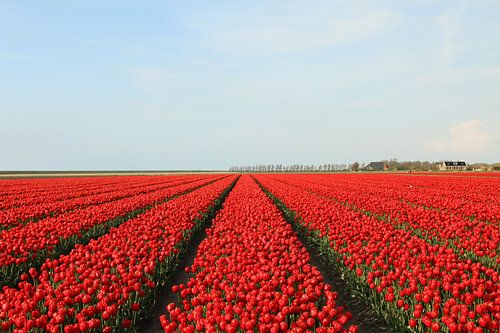 Tulipes de la Frise sur Pim van der Horst