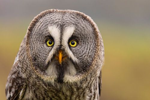 Lapland owl, Strix nebulosa.