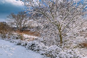 Bäume am Ufer der Warnow in der Hansestadt Rostock im Winter