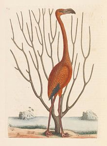 Greater Flamingo, Mark Catesby