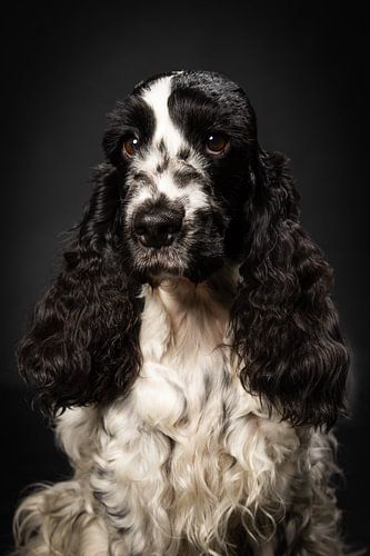 Ploy, der englische Cocker Spaniel