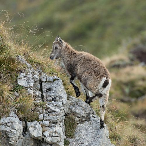 Capricorne / Bouquetin des Alpes ( Capra ibex ), jeune animal, grimpant haut sur un rocher dans les  sur wunderbare Erde