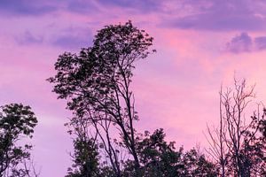 Bäume im Sonnenuntergang - Groningen (Niederlande) von Marcel Kerdijk