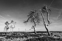High Fens 1