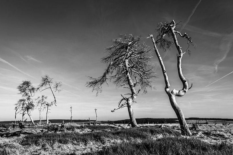 High Fens 1 by Herman Coumans
