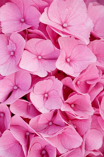 roze hortensia