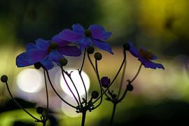 Concept flore :Anémone d'automne