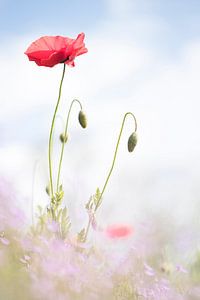 Fresh Poppies van Bob Daalder