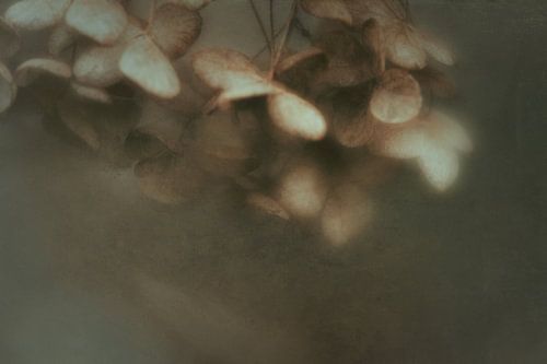 Winter dreams