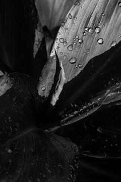 Black and white photo of a leaf with dewdrops by Ellis Peeters