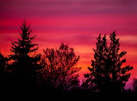 Silhouettes d'arbres au crépuscule