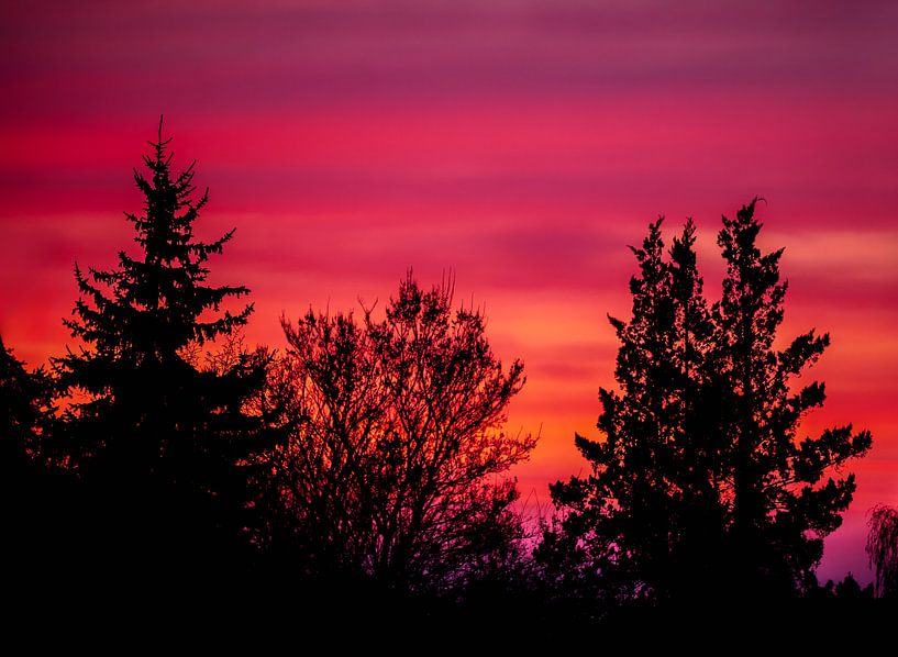 Boomsilhouetten in de zonsondergang van ManfredFotos