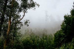 Forêt dans la brume
