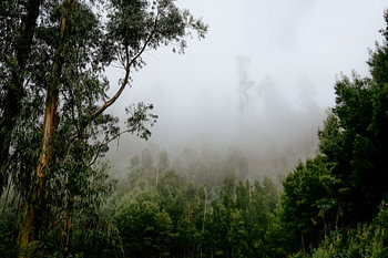 Forêt dans la brume