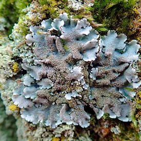 Colourful Lichens by Dagmar van Nieuwpoort