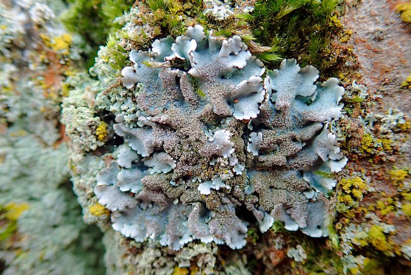 Colourful Lichens by Dagmar van Nieuwpoort