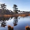 Reflecties bij de Overasseltse en Hatertse vennen sur Nel Diepstraten