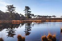 Reflecties bij de Overasseltse en Hatertse vennen