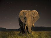 Tanzaniaanse Olifant van Robbie Veldwijk thumbnail