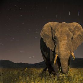 Tanzaniaanse Olifant van Robbie Veldwijk
