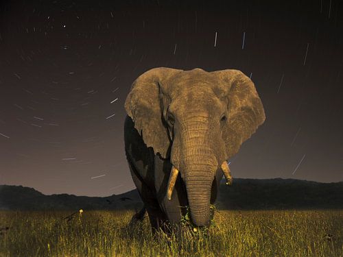 Éléphant de Tanzanie