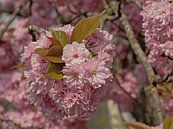 Blüten eines japanischen Kirschbaums von Kristof Lauwers Miniaturansicht