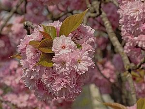 Blüten eines japanischen Kirschbaums