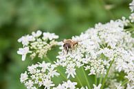 Insekten--Biene auf Blume-01 von Katja Goede Miniaturansicht