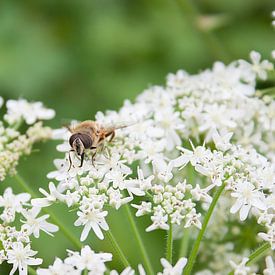 Insekten--Biene auf Blume-01 von Katja Goede