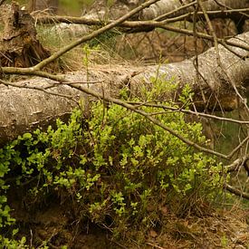 omgevallen boom in bosbes van Sarah Gorter