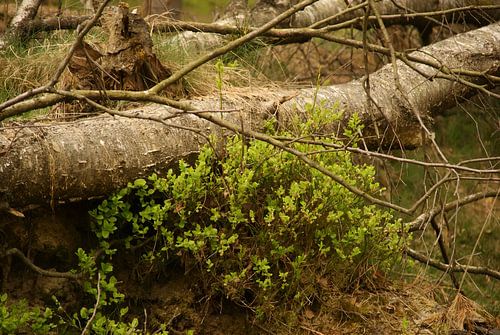 umgestürzter Baum in Heidelbeere von Sarah Gorter