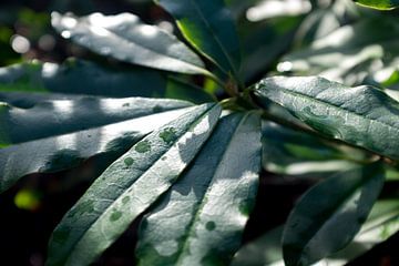 botanische afbeelding van groene plant, landelijke  stijl van Karijn | Fine art Natuur en Reis Fotografie