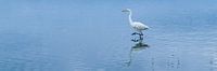 Grote zilverreiger