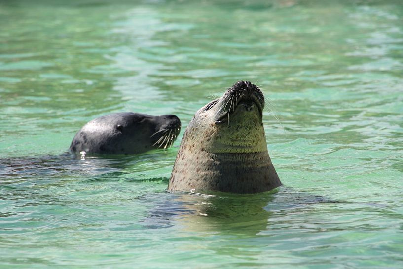Seals by Marianne van den Bogaerdt
