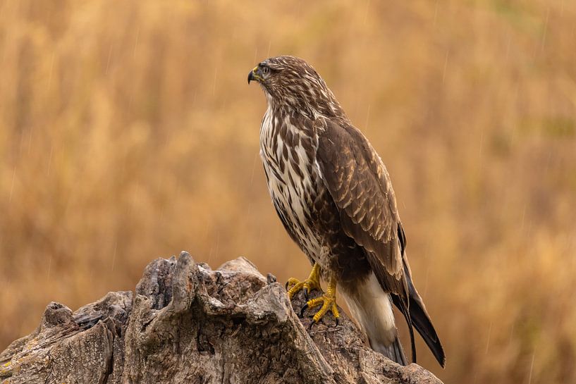 Buzzard (Buteo buteo) by Gert Hilbink