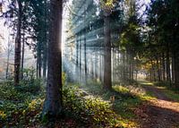 Sunbeams