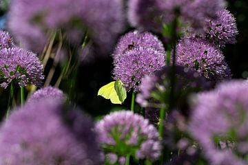 Summer full of butterflies (lemon butterfly) by Esther Wagensveld