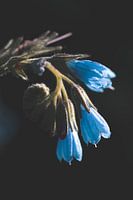 Blue flowers