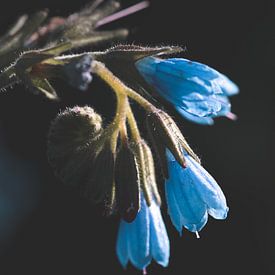 Fleurs bleues sur Isa V