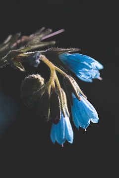 Fleurs bleues sur Isa V
